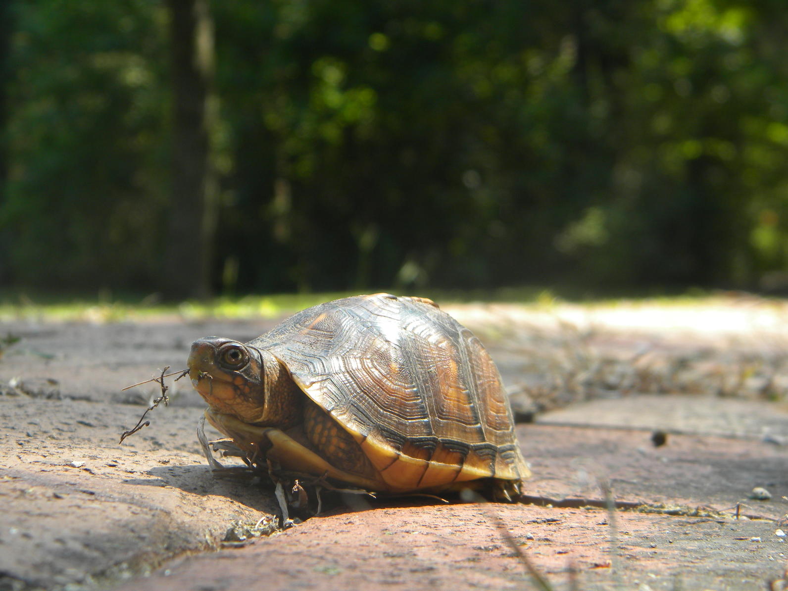 Box turtle Box turtle