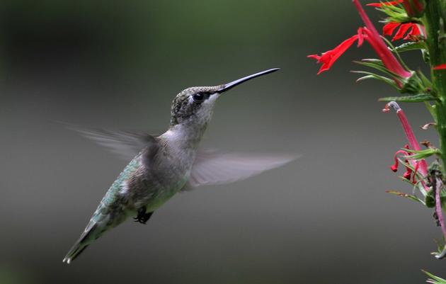 Hummingbird Migration & Nature Celebration
