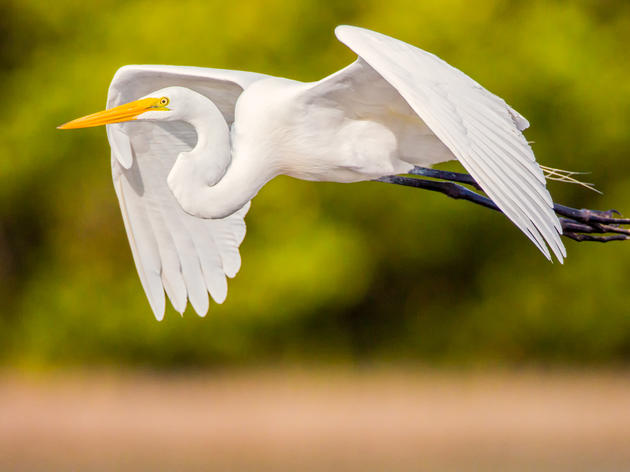Audubon’s Advocacy Is Needed Now More Than Ever