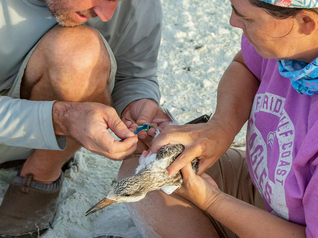 Banding Offers a Clue into the Mysterious World of Birds