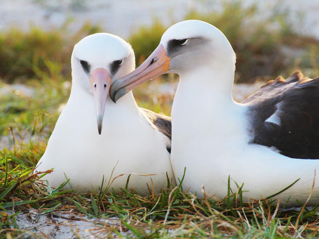 Oldest Tagged Albatross Wisdom To Be A Mom Again