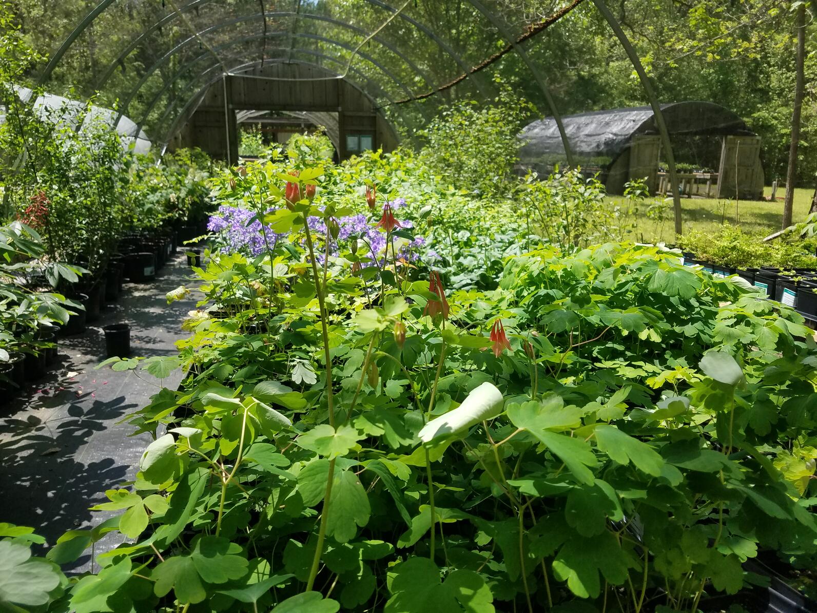 Native flower deals nursery