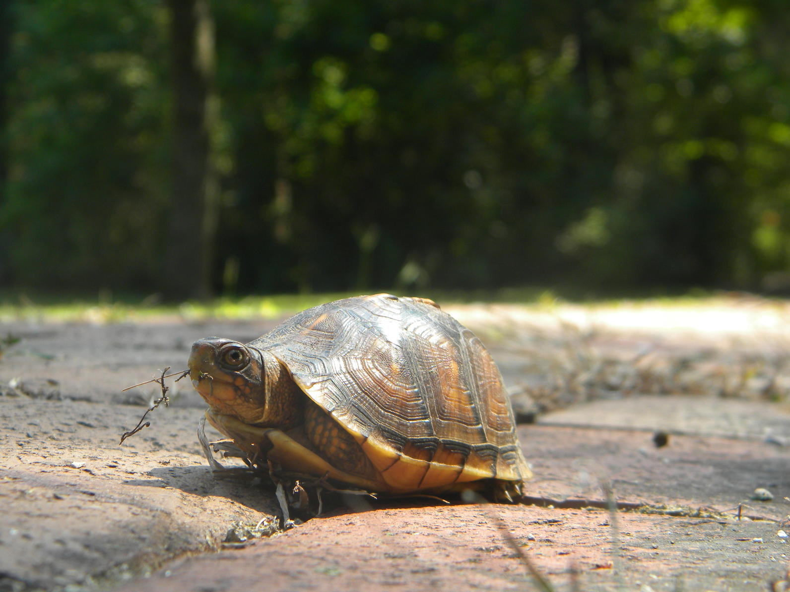 Box turtle