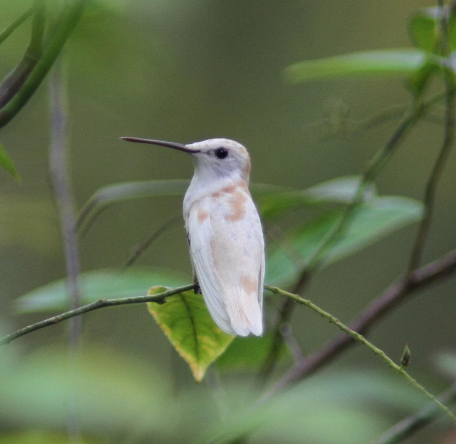 Leucistic Ruby-throated Hummingbird | Strawberry Plains Audubon Center